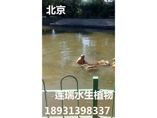 北京东郊公园绿巨人在线观看免费高清视频在线观看下载种植