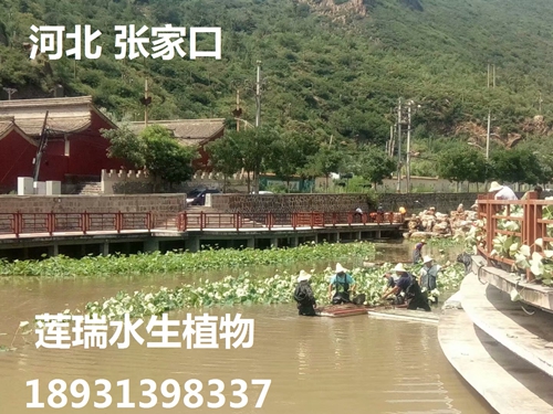 河北张家口绿巨人在线观看免费高清视频在线观看下载种植工程